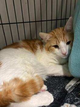 Sundae Yale -  Domestic Medium Hair Cat for Adoption in Windsor, Connecticut - Sundae Yale | PetCurious