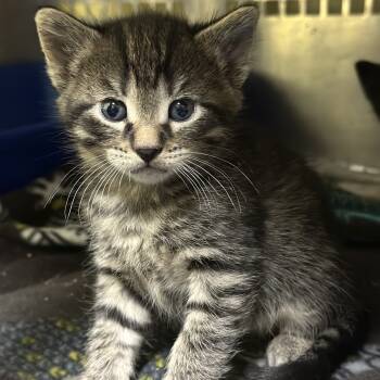 Rescue Domestic Short Hair Cats for Adoption in Mount Vernon, Indiana - Danish | PetCurious