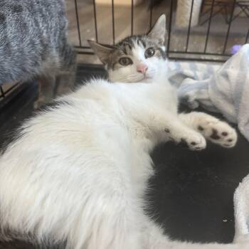 Rescue Domestic Short Hair Cats for Adoption in Pleasantville, New Jersey - August | PetCurious