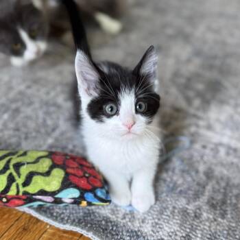 Domestic Medium Hair Cats Available for Adoption in Plainfield, Illinois - Dexter | PetCurious