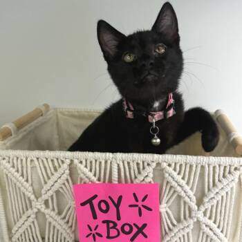 Slinky -  Domestic Short Hair Cat for Adoption in Brownsboro, Alabama - Slinky | PetCurious