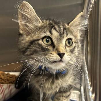 CHESS -  Domestic Medium Hair Cat for Adoption in St. Louis, Missouri - CHESS | PetCurious