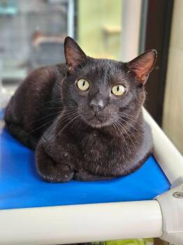 Balsamic Vinegar -  Domestic Short Hair Cat for Adoption in Cincinnati, Ohio - Balsamic Vinegar | PetCurious
