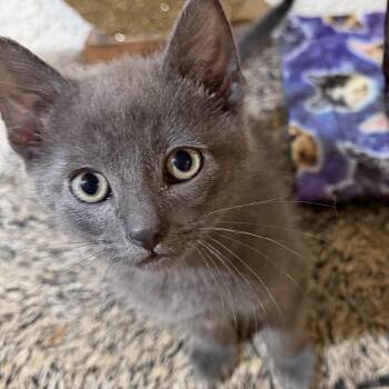 Bluey CM 4/26 -  Russian Blue and Tabby Cat for Adoption - Bluey CM 4/26 | PetCurious