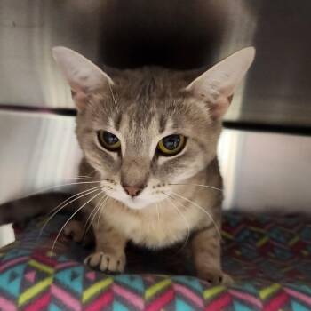 Pauline -  Domestic Short Hair Cat for Adoption in Walker, Michigan - Pauline | PetCurious