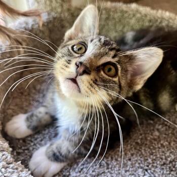 Sparky -  Domestic Short Hair Cat for Adoption in Las Vegas, Nevada - Sparky | PetCurious