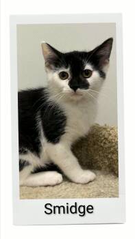 Smidge -  Domestic Short Hair Cat for Adoption in Caistor Centre, Ontario - Smidge | PetCurious