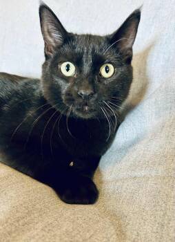 Rescue Domestic Short Hair Cats for Adoption in Alexandria, Minnesota - Zerem | PetCurious