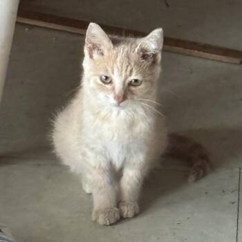 Copper 26-270 -  Domestic Short Hair Cat for Adoption in Tawas City, Michigan - Copper 26-270 | PetCurious