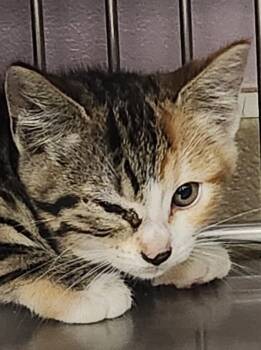 Gertie -  Domestic Short Hair Cat for Adoption in Vancouver, Washington - Gertie | PetCurious