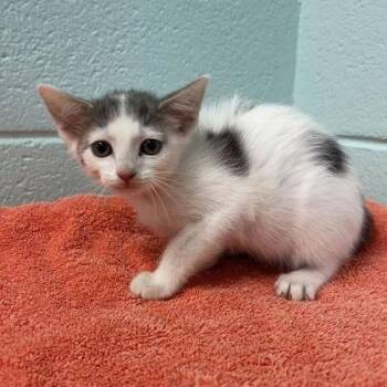 Aisling -  Domestic Short Hair and Mixed Breed Cat for Adoption in Spruce Pine, North Carolina - Aisling | PetCurious