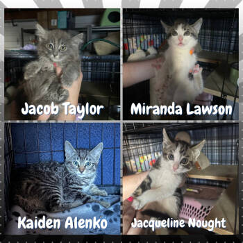 Rescue Domestic Short Hair Cats for Adoption in Suisun City, California - Kaiden Alenko | PetCurious