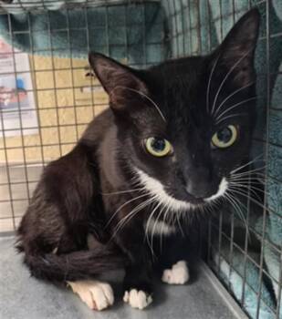 CLOVER -  Domestic Short Hair Cat for Adoption in Fort Myers, Florida - CLOVER | PetCurious
