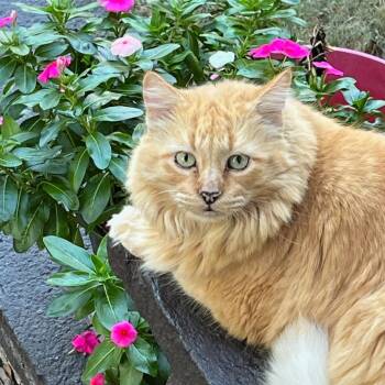 Domestic Long Hair Cats Available for Adoption - Old Yeller | PetCurious