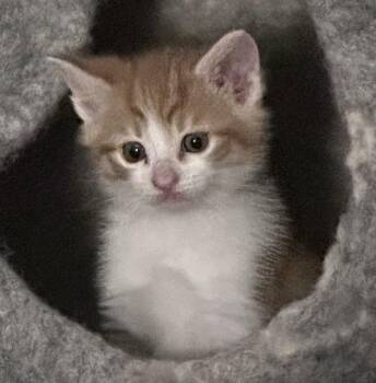 Fred Baby -  Domestic Short Hair Cat Available for Adoption in Silverton, Oregon - Fred Baby | PetCurious