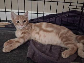 Edward -  Domestic Short Hair Cat for Adoption in Greensboro, North Carolina - Edward | PetCurious