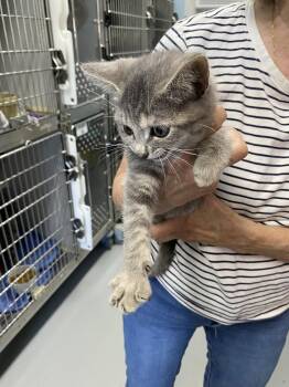 Bambi - At shelter -  Domestic Short Hair Cat for Adoption in Rustburg, Virginia - Bambi - At Shelter | PetCurious