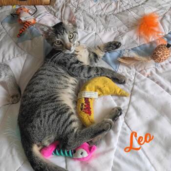 Leo #tabby-IV-pack -  Tabby and Domestic Short Hair Cat for Adoption in Houston, Texas - Leo #tabby-IV-pack | PetCurious