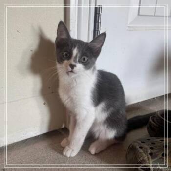 Fife -  Domestic Short Hair Cat Available for Adoption in Long Beach, California - Fife | PetCurious