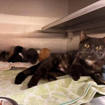 Miriam -  Domestic Short Hair Cat for Adoption in Bristol, Indiana - Miriam | PetCurious
