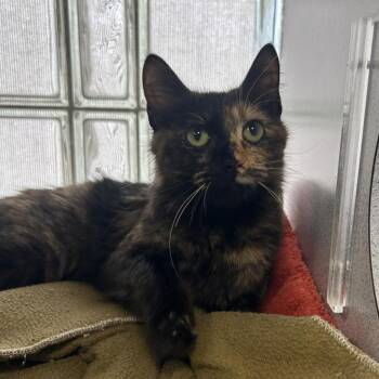 Gemini -  Domestic Medium Hair Cat Available for Adoption in Huntsville, Alabama - Gemini | PetCurious