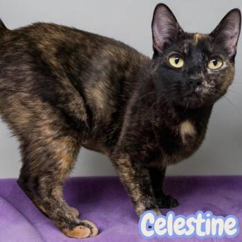 Celestine -  Domestic Short Hair Cat for Adoption in Sorrento, Louisiana - Celestine | PetCurious