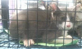 A2096168 -  Domestic Short Hair Cat for Adoption in Houston, Texas - A2096168 | PetCurious