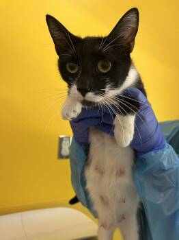 Ora -  Domestic Short Hair Cat for Adoption in Raleigh, North Carolina - Ora | PetCurious