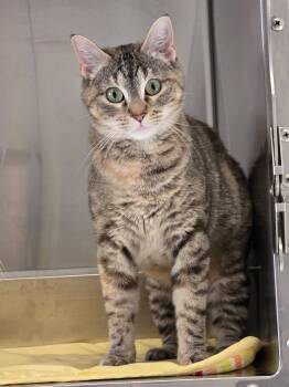 Domestic Short Hair Cats Available for Adoption - Dottie | PetCurious