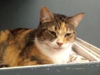 Domestic Short Hair Cats Available for Adoption in Muskegon, Michigan - CALLIE | PetCurious
