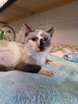 Susan -  Siamese Cat for Adoption in Umatilla, Florida - Susan | PetCurious
