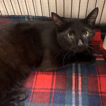 Squid -  Domestic Short Hair Cat for Adoption in Rocky Mount, Virginia - Squid | PetCurious