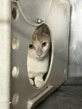 ZEEN(LYCHEE) -  Domestic Short Hair Cat for Adoption in Woodland, California - ZEEN(LYCHEE) | PetCurious