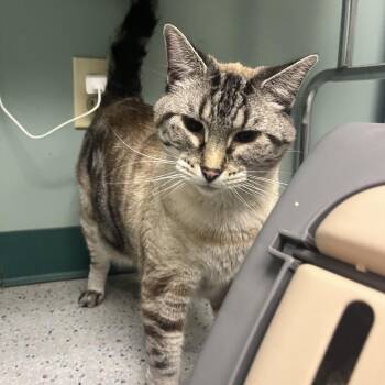 Siamese Cats Available for Adoption in Lenexa, Kansas - Nora | PetCurious