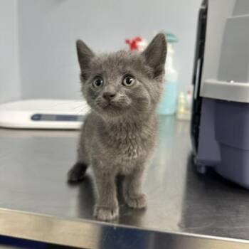 Thumper -  Domestic Short Hair Cat for Adoption in Indianapolis, Indiana - Thumper | PetCurious
