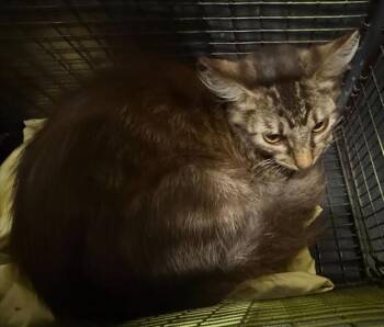 CAT 5 -  Domestic Short Hair Cat for Adoption in San Antonio, Texas - CAT 5 | PetCurious