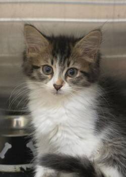 Red Velvet 64342 -  Domestic Medium Hair and Domestic Short Hair Cat for Adoption in Aiken, South Carolina - Red Velvet 64342 | PetCurious