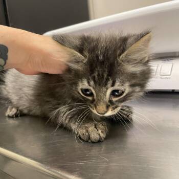 Sylvester -  Domestic Medium Hair Cat for Adoption in Chicago, Illinois - Sylvester | PetCurious