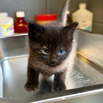 Domestic Short Hair Cats Available for Adoption in Tuscaloosa, Alabama - TUSC-Stray-84033 | PetCurious