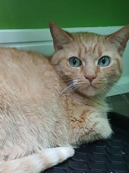 Penelope -  Domestic Short Hair Cat for Adoption in Markham, Ontario - Penelope | PetCurious