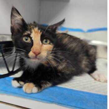 Hoof Carlsbad -  Domestic Short Hair Cat for Adoption in Denver, Colorado - Hoof Carlsbad | PetCurious