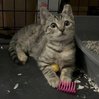 Honeydew -  Domestic Short Hair Cat for Adoption in Elkton, Maryland - Honeydew | PetCurious