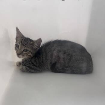 Oxalis -  Domestic Short Hair Cat for Adoption in Columbus, Georgia - Oxalis | PetCurious