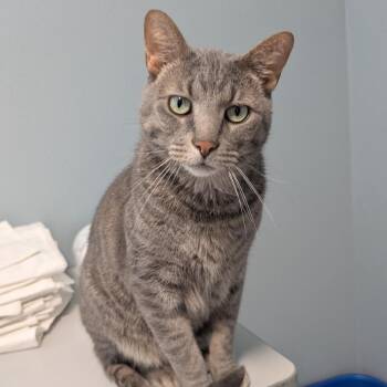 Pepsi -  American Shorthair Cat for Adoption in Freeport, Florida - Pepsi | PetCurious