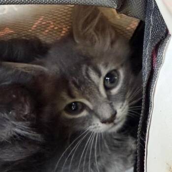 Parmesan -  Domestic Medium Hair Cat for Adoption in Gainesville, Florida - Parmesan | PetCurious