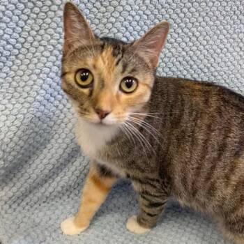 Gwendolyn -  Domestic Short Hair Cat for Adoption in Hawthorne, California - Gwendolyn | PetCurious