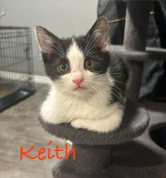 Keith -  Domestic Short Hair Cat for Adoption in Hamilton, Ontario - Keith | PetCurious