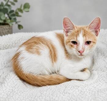 Klinger -  Domestic Short Hair Cat for Adoption in Myrtle Beach, South Carolina - Klinger | PetCurious