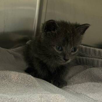 Everest -  Domestic Short Hair Cat for Adoption in Asheville, North Carolina - Everest | PetCurious