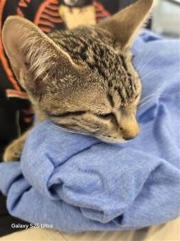 RAM -  Domestic Short Hair Cat for Adoption in San Antonio, Texas - RAM | PetCurious
